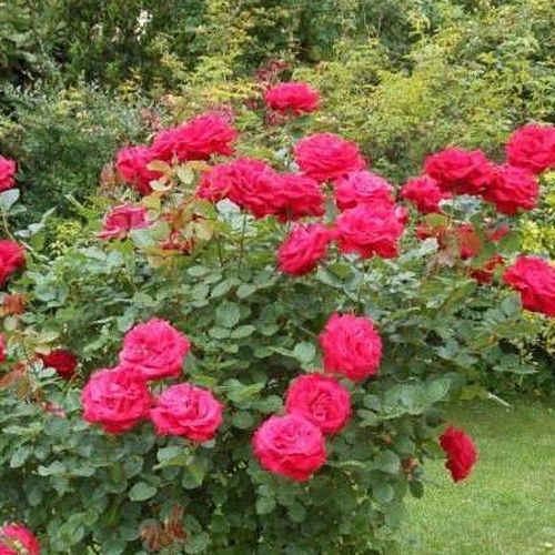 Roșu - Trandafir copac cu trunchi înalt - cu flori teahibrid - coroană dreaptă